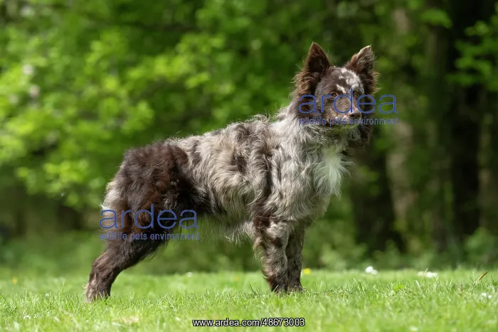 : DOG. Hungarian MUDI, standing : DOG. Hungarian MUDI, standing