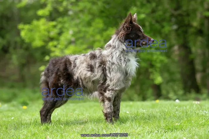 : DOG. Hungarian MUDI, standing : DOG. Hungarian MUDI, standing