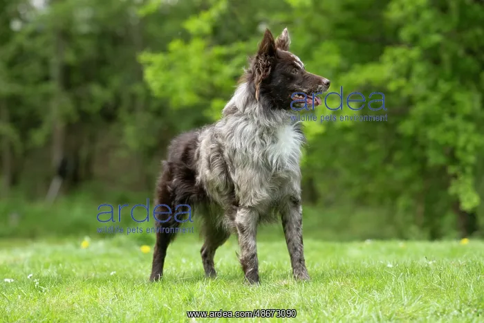 : DOG. Hungarian MUDI, standing : DOG. Hungarian MUDI, standing