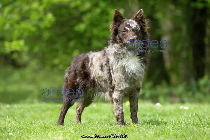 : DOG. Hungarian MUDI, standing : DOG. Hungarian MUDI, standing