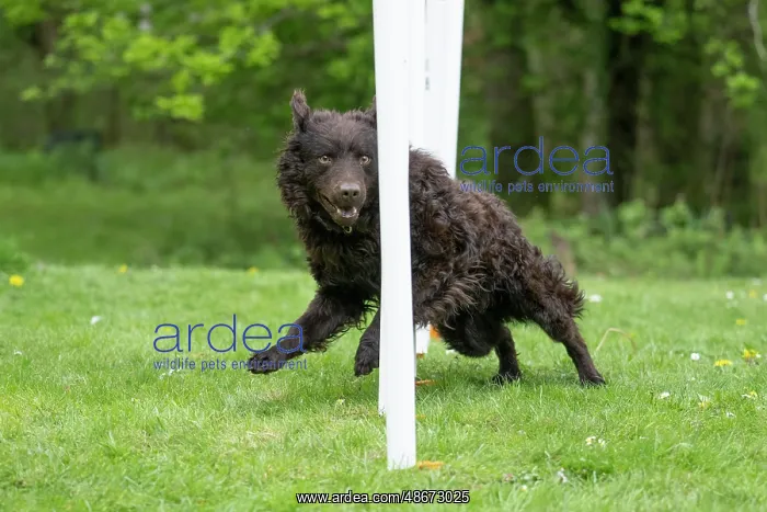 : DOG. Hungarian MUDI, weaving between polls on an agility : DOG. Hungarian MUDI, weaving between polls on an agility