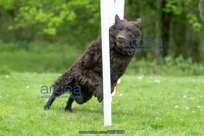: DOG. Hungarian MUDI, weaving between polls on an agility : DOG. Hungarian MUDI, weaving between polls on an agility