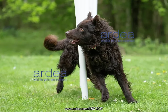 : DOG. Hungarian MUDI, weaving between polls on an agility : DOG. Hungarian MUDI, weaving between polls on an agility