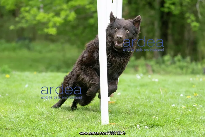 : DOG. Hungarian MUDI, weaving between polls on an agility : DOG. Hungarian MUDI, weaving between polls on an agility