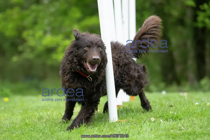 : DOG. Hungarian MUDI, weaving between polls on an agility : DOG. Hungarian MUDI, weaving between polls on an agility