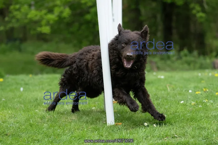 : DOG. Hungarian MUDI, weaving between polls on an agility : DOG. Hungarian MUDI, weaving between polls on an agility