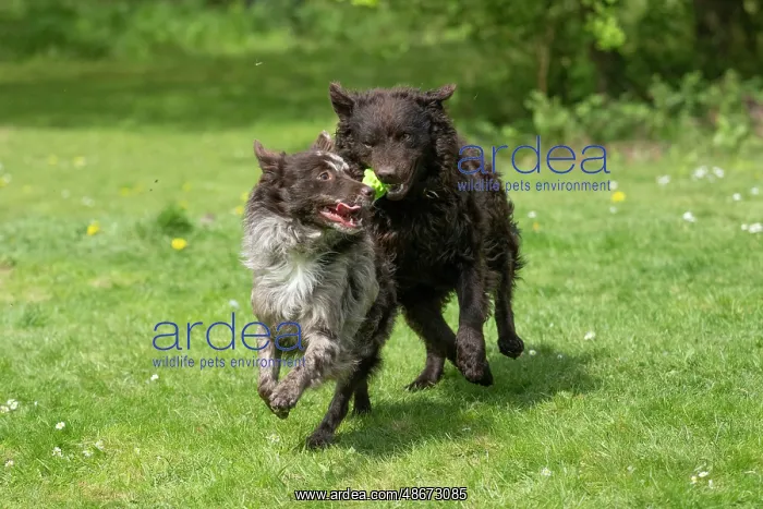  : DOG.. Hungarian MUDI, , x2 running and playing with a toy