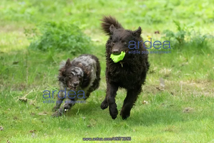 : DOG.. Hungarian MUDI, , x2 running and playing with a toy : DOG.. Hungarian MUDI, , x2 running and playing with a toy