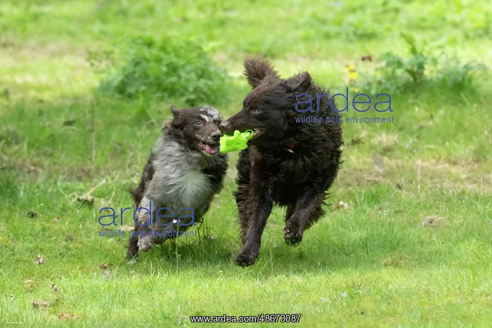 : DOG.. Hungarian MUDI, , x2 running and playing with a toy : DOG.. Hungarian MUDI, , x2 running and playing with a toy