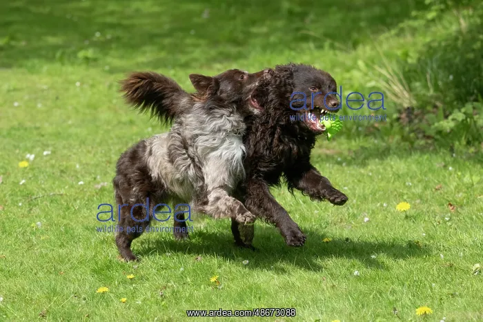 : DOG.. Hungarian MUDI, , x2 running and playing with a toy : DOG.. Hungarian MUDI, , x2 running and playing with a toy