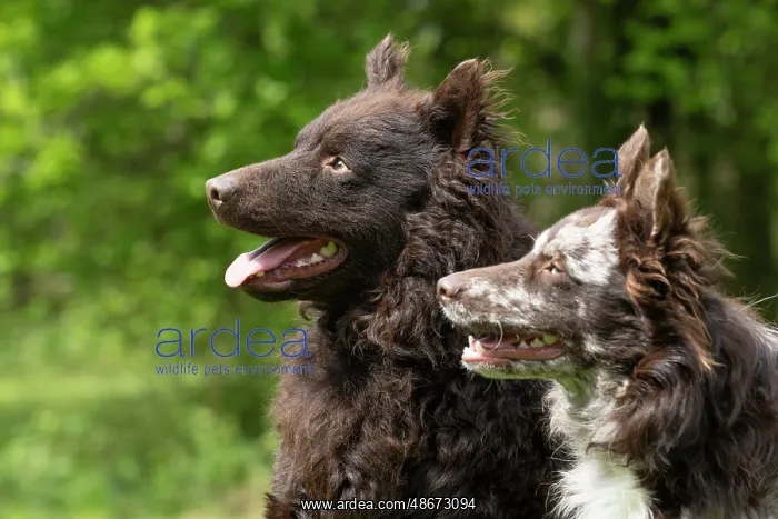 : DOG. Hungarian MUDI, X2 sitting together in a garden, head : DOG. Hungarian MUDI, X2 sitting together in a garden, head
