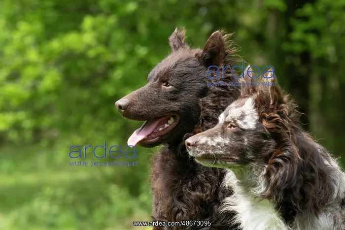 : DOG. Hungarian MUDI, X2 sitting together in a garden, head : DOG. Hungarian MUDI, X2 sitting together in a garden, head