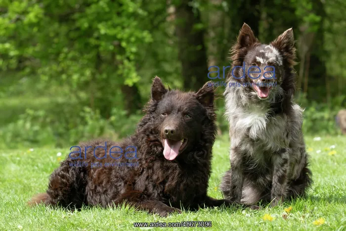 : DOG. Hungarian MUDI, X2 sitting and laying together in a : DOG. Hungarian MUDI, X2 sitting and laying together in a