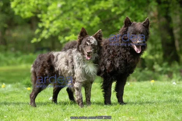 : DOG. Hungarian MUDI, X2 standing together in a garden : DOG. Hungarian MUDI, X2 standing together in a garden