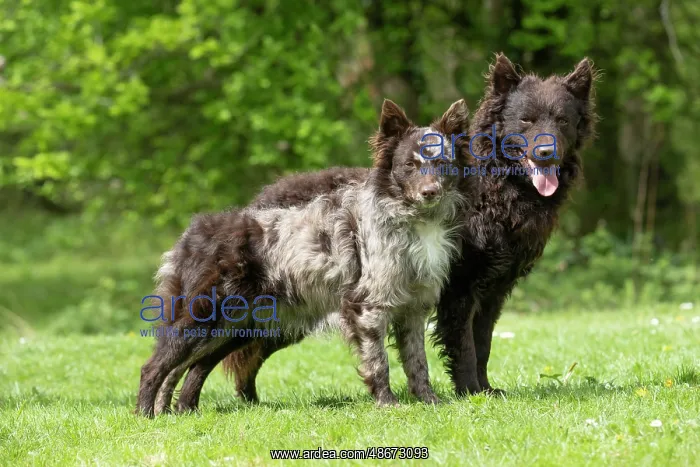 : DOG. Hungarian MUDI, X2 standing together in a garden : DOG. Hungarian MUDI, X2 standing together in a garden