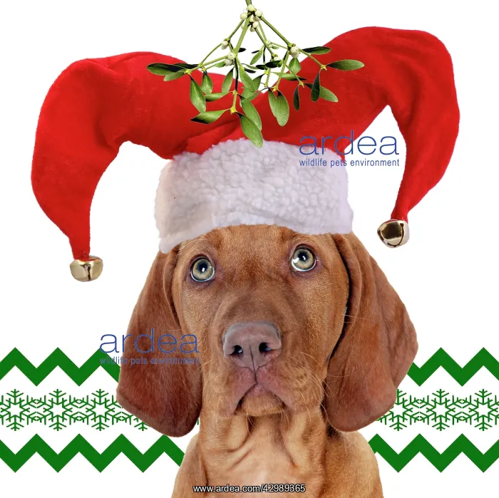 : DOG - Hungarian Vizsla : DOG - Hungarian Vizsla