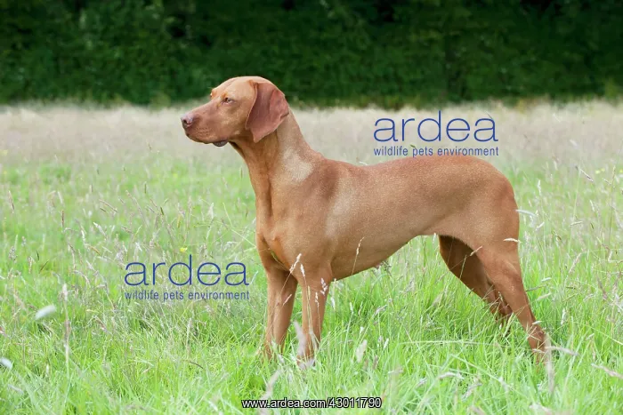 : Dog Hungarian Vizsla : Dog Hungarian Vizsla