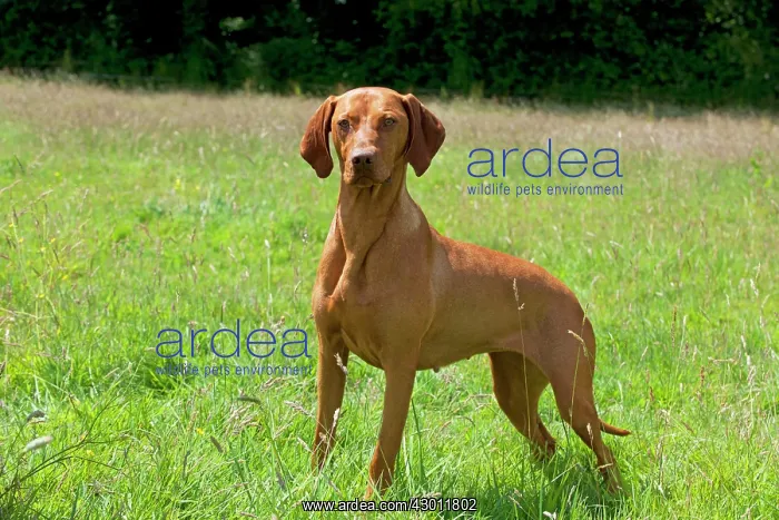 : Dog Hungarian Vizsla : Dog Hungarian Vizsla