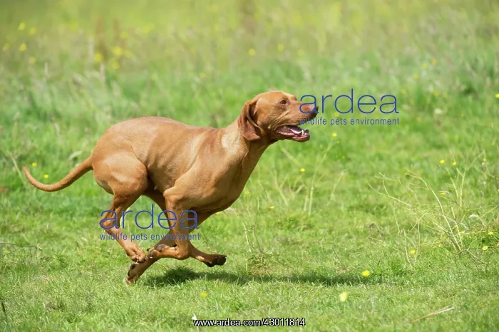 : Dog Hungarian Vizsla : Dog Hungarian Vizsla