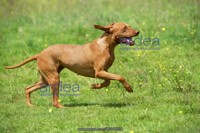 : Dog Hungarian Vizsla : Dog Hungarian Vizsla