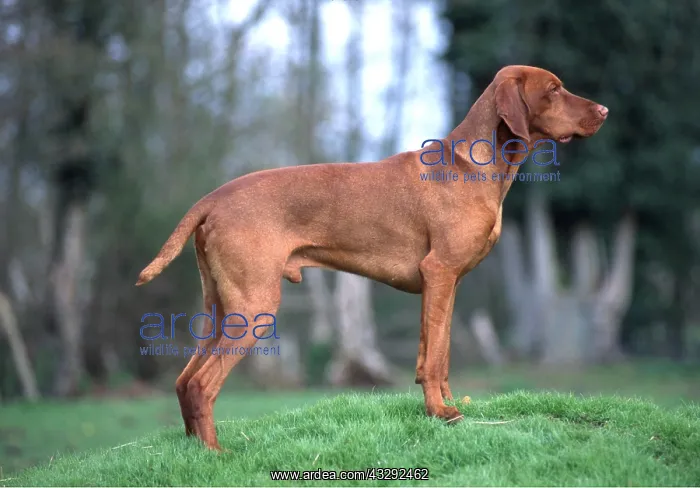 : DOG - HUNGARIAN VIZSLA : DOG - HUNGARIAN VIZSLA