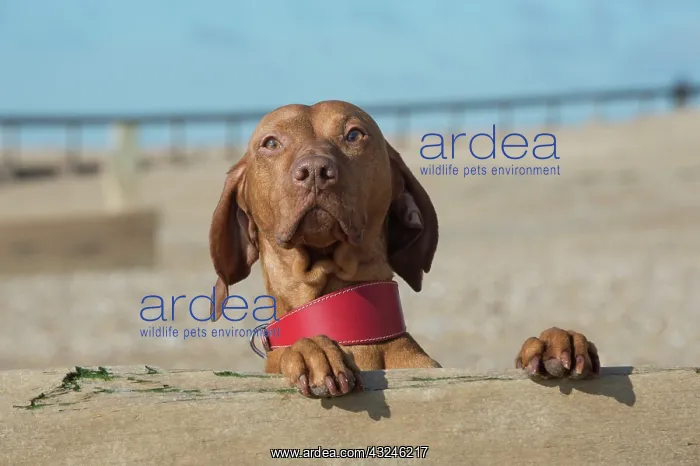  : Dog Hungarian Vizsla on the beach
