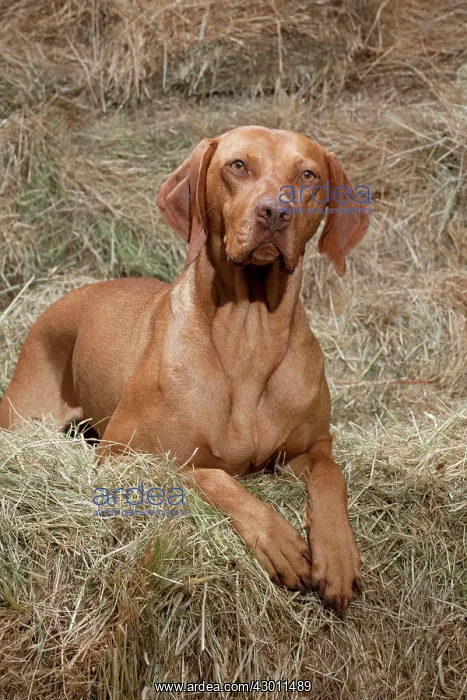  : DOG Hungarian Vizsla in hay