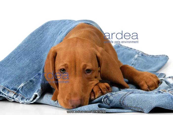 : DOG. Hungarian Vizsla puppy (11 weeks old ) laying on denim : DOG. Hungarian Vizsla puppy (11 weeks old ) laying on denim