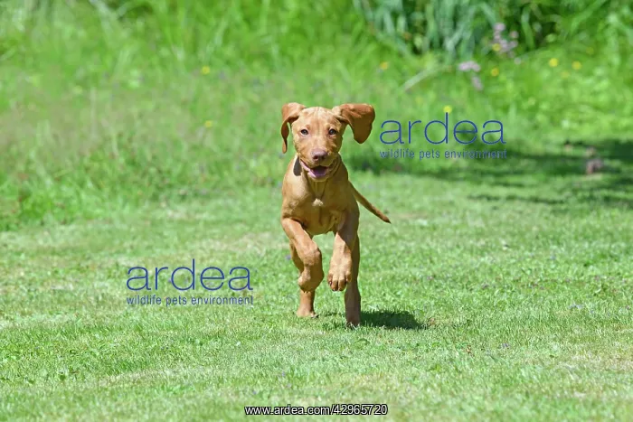 : DOG. Hungarian Vizsla puppy (11 weeks old ) running in a gar : DOG. Hungarian Vizsla puppy (11 weeks old ) running in a gar