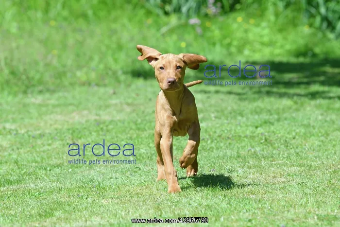 : DOG. Hungarian Vizsla puppy (11 weeks old ) running in a gar : DOG. Hungarian Vizsla puppy (11 weeks old ) running in a gar