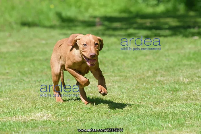 : DOG. Hungarian Vizsla puppy (11 weeks old ) running in a gar : DOG. Hungarian Vizsla puppy (11 weeks old ) running in a gar