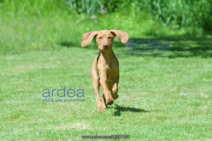 : DOG. Hungarian Vizsla puppy (11 weeks old ) running in a gar : DOG. Hungarian Vizsla puppy (11 weeks old ) running in a gar