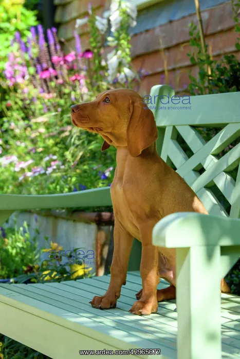 : DOG. Hungarian Vizsla puppy (11 weeks old ) sitting on a gar : DOG. Hungarian Vizsla puppy (11 weeks old ) sitting on a gar