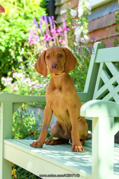: DOG. Hungarian Vizsla puppy (11 weeks old ) sitting on a gar : DOG. Hungarian Vizsla puppy (11 weeks old ) sitting on a gar