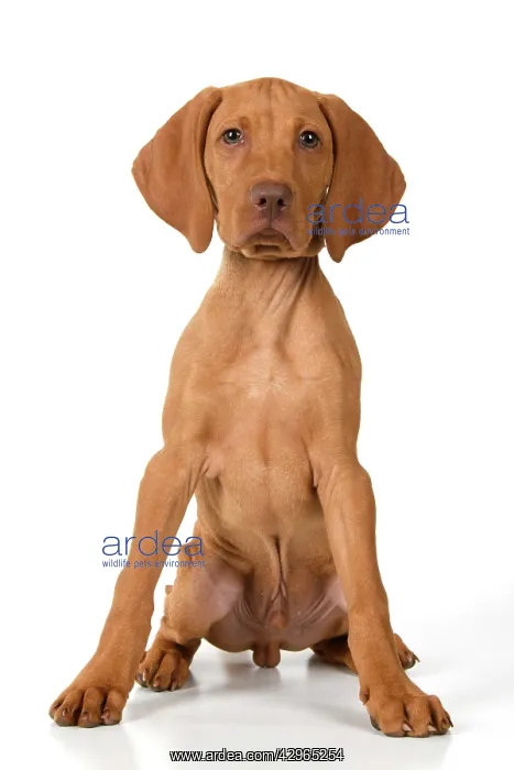 : DOG. Hungarian Vizsla puppy (11 weeks old ) sitting looking : DOG. Hungarian Vizsla puppy (11 weeks old ) sitting looking