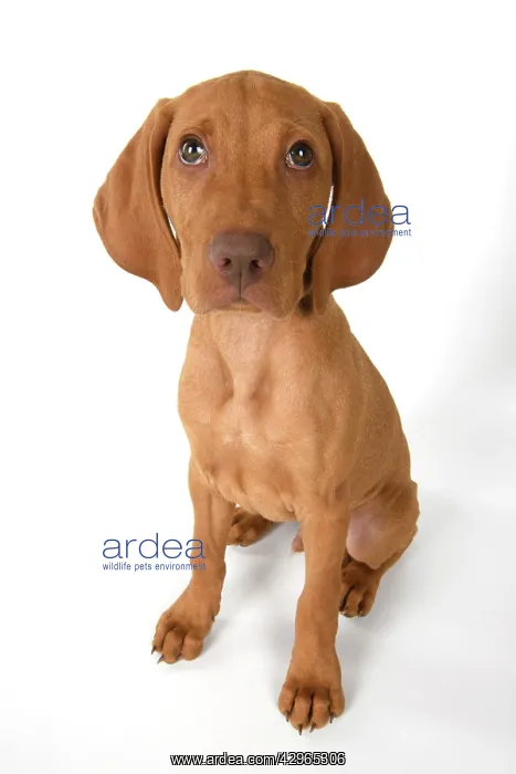 : DOG. Hungarian Vizsla puppy (11 weeks old ) sitting looking : DOG. Hungarian Vizsla puppy (11 weeks old ) sitting looking
