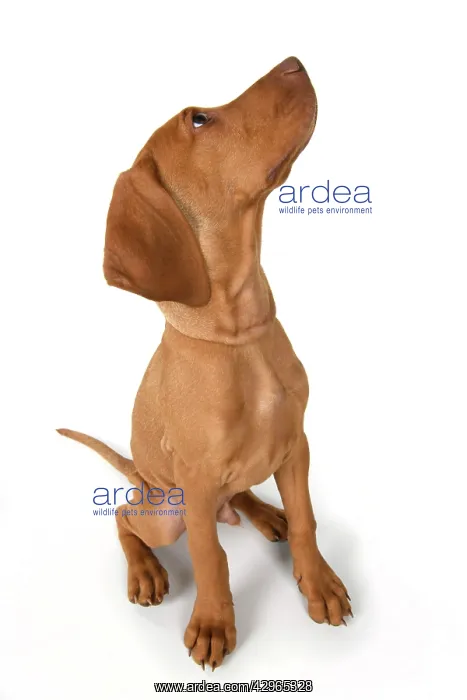  : DOG. Hungarian Vizsla puppy (11 weeks old ) sitting looking