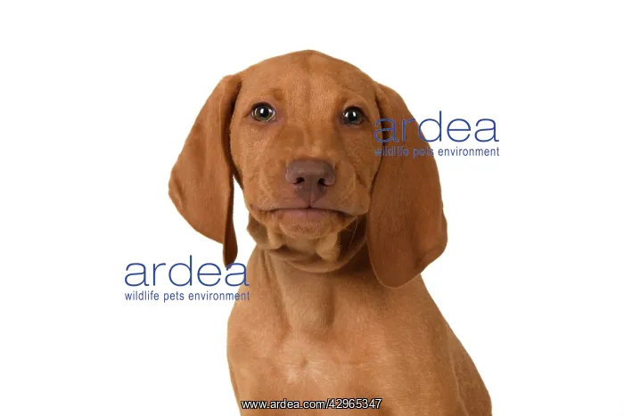 : DOG. Hungarian Vizsla puppy (11 weeks old ) sitting looking : DOG. Hungarian Vizsla puppy (11 weeks old ) sitting looking