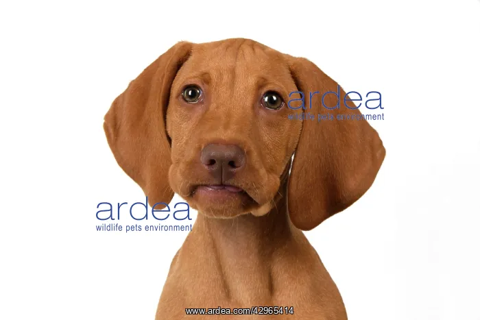 : DOG. Hungarian Vizsla puppy (11 weeks old ) sitting looking : DOG. Hungarian Vizsla puppy (11 weeks old ) sitting looking