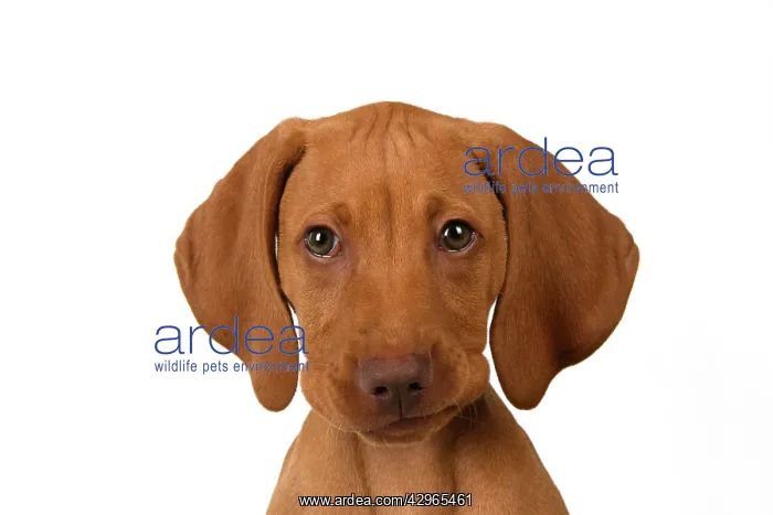 : DOG. Hungarian Vizsla puppy (11 weeks old ) sitting looking : DOG. Hungarian Vizsla puppy (11 weeks old ) sitting looking