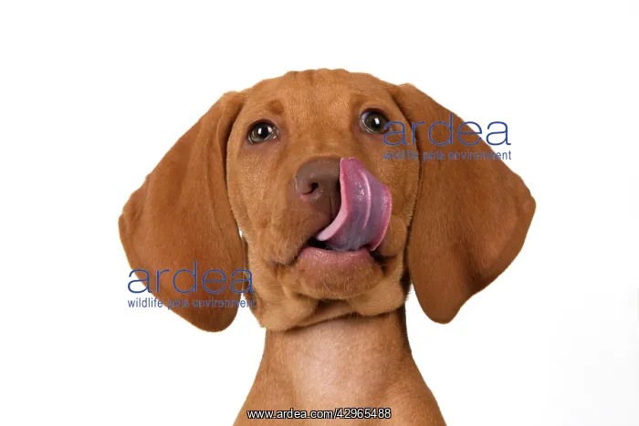  : DOG. Hungarian Vizsla puppy (11 weeks old ) sitting looking