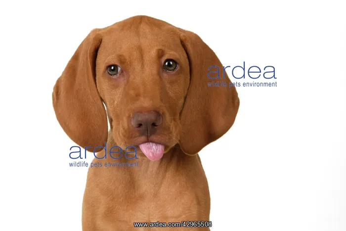 : DOG. Hungarian Vizsla puppy (11 weeks old ) sitting looking : DOG. Hungarian Vizsla puppy (11 weeks old ) sitting looking