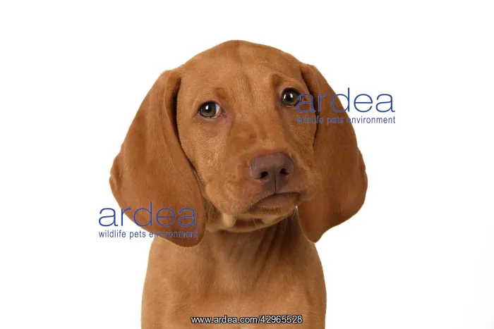 : DOG. Hungarian Vizsla puppy (11 weeks old ) sitting looking : DOG. Hungarian Vizsla puppy (11 weeks old ) sitting looking