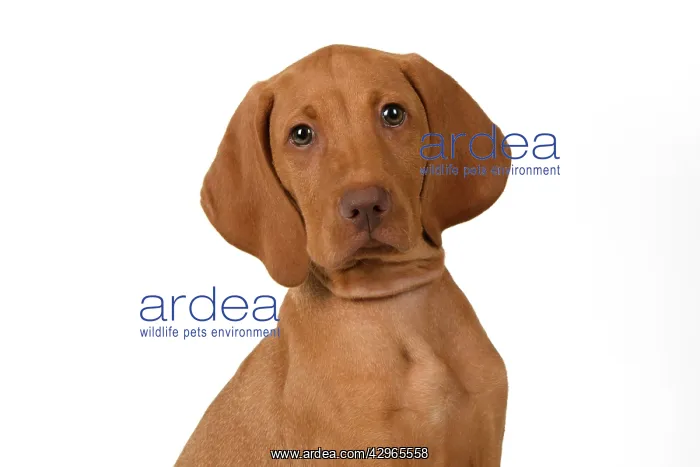 : DOG. Hungarian Vizsla puppy (11 weeks old ) sitting looking : DOG. Hungarian Vizsla puppy (11 weeks old ) sitting looking