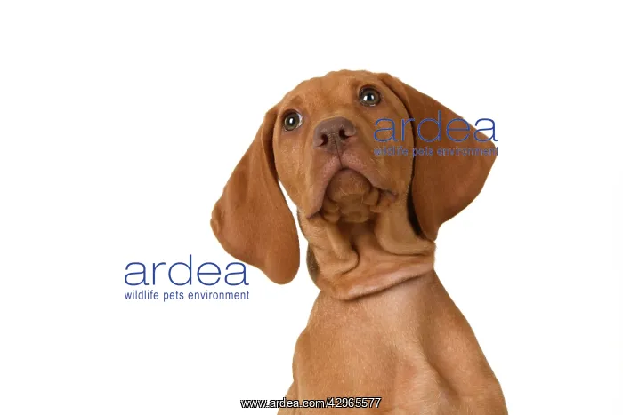 : DOG. Hungarian Vizsla puppy (11 weeks old ) sitting looking : DOG. Hungarian Vizsla puppy (11 weeks old ) sitting looking
