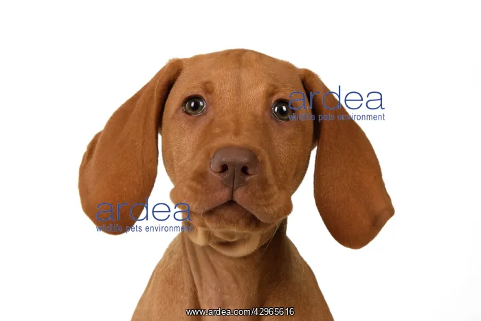 : DOG. Hungarian Vizsla puppy (11 weeks old ) sitting looking : DOG. Hungarian Vizsla puppy (11 weeks old ) sitting looking