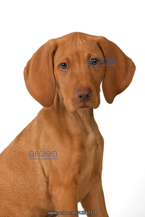 : DOG. Hungarian Vizsla puppy (11 weeks old ) sitting looking : DOG. Hungarian Vizsla puppy (11 weeks old ) sitting looking