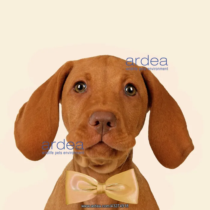 : DOG. Hungarian Vizsla puppy (11 weeks old ) sitting looking : DOG. Hungarian Vizsla puppy (11 weeks old ) sitting looking