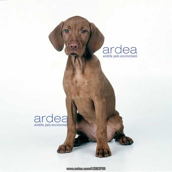  : DOG - Hungarian Vizsla puppy
