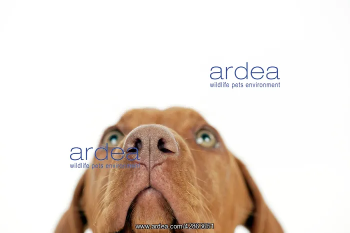 : DOG - Hungarian vizsla puppy (close up of nose) : DOG - Hungarian vizsla puppy (close up of nose)